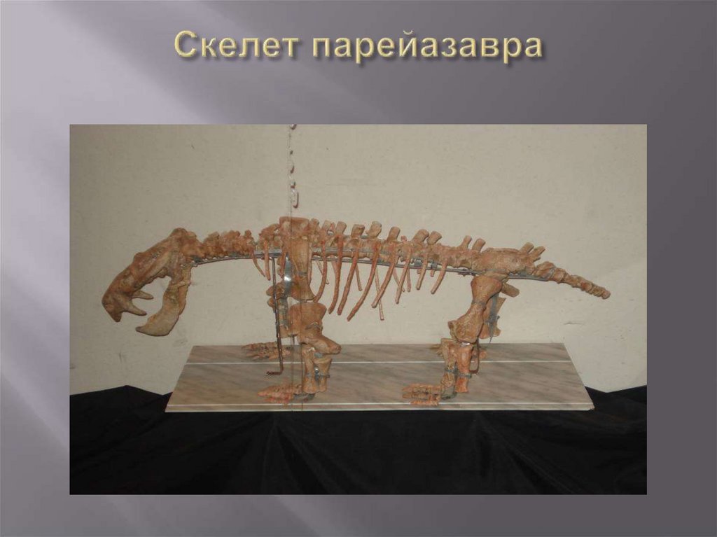 Скелет парейазавра