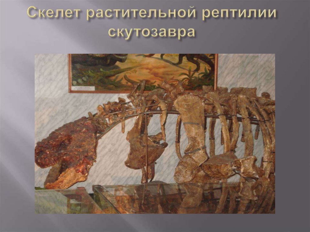 Скелет растительной рептилии скутозавра