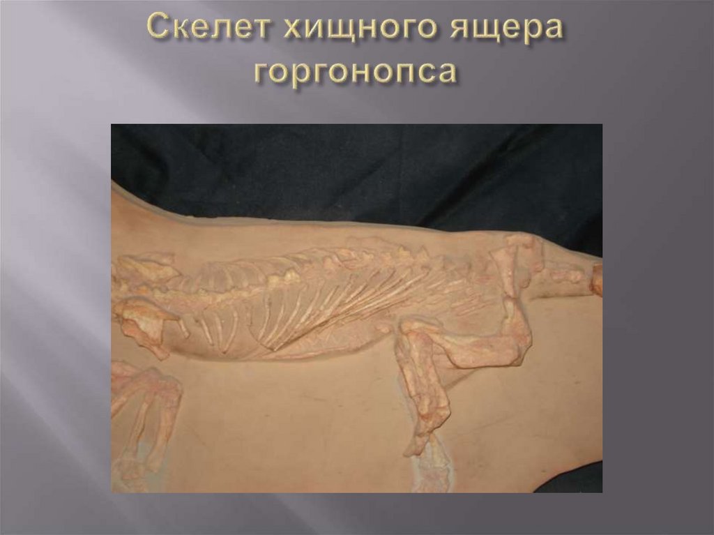 Скелет хищного ящера горгонопса