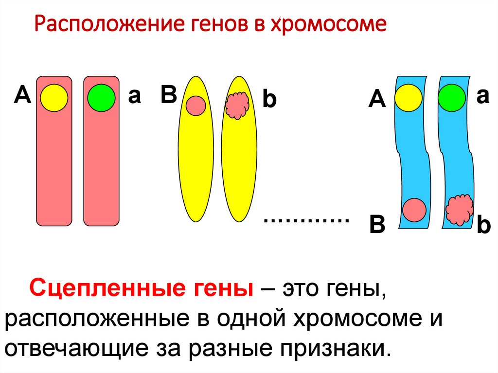 Расположение генов в хромосоме