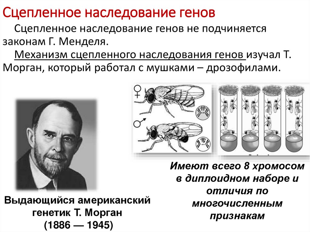 Сцепленное наследование генов