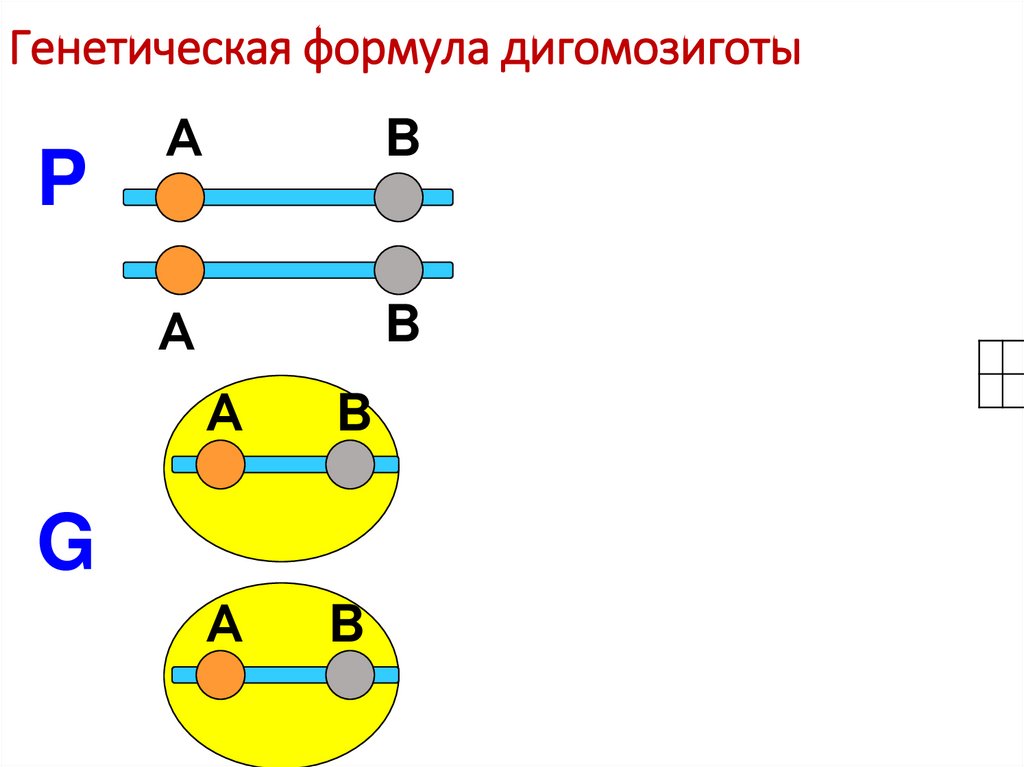 Генетическая формула дигомозиготы