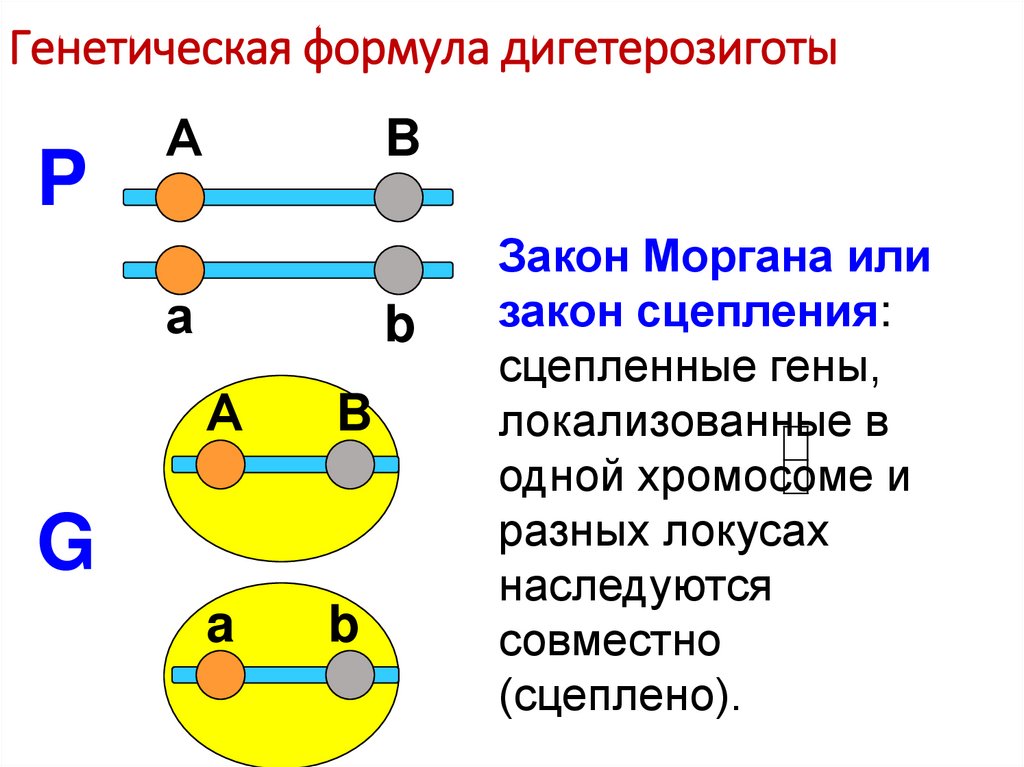 Генетическая формула дигетерозиготы