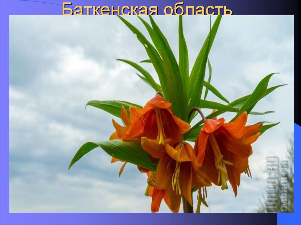 Баткенская область