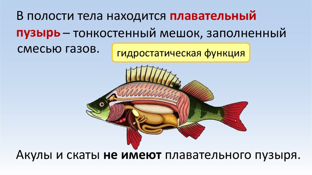 В полости тела находится плавательный пузырь