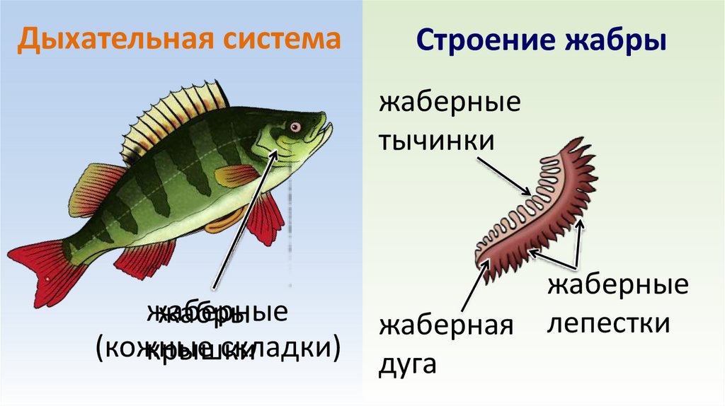 Дыхательная система