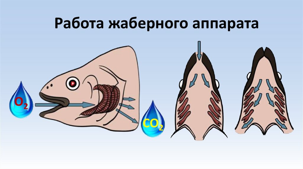 Работа жаберного аппарата