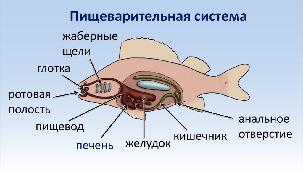 Пищеварительная система