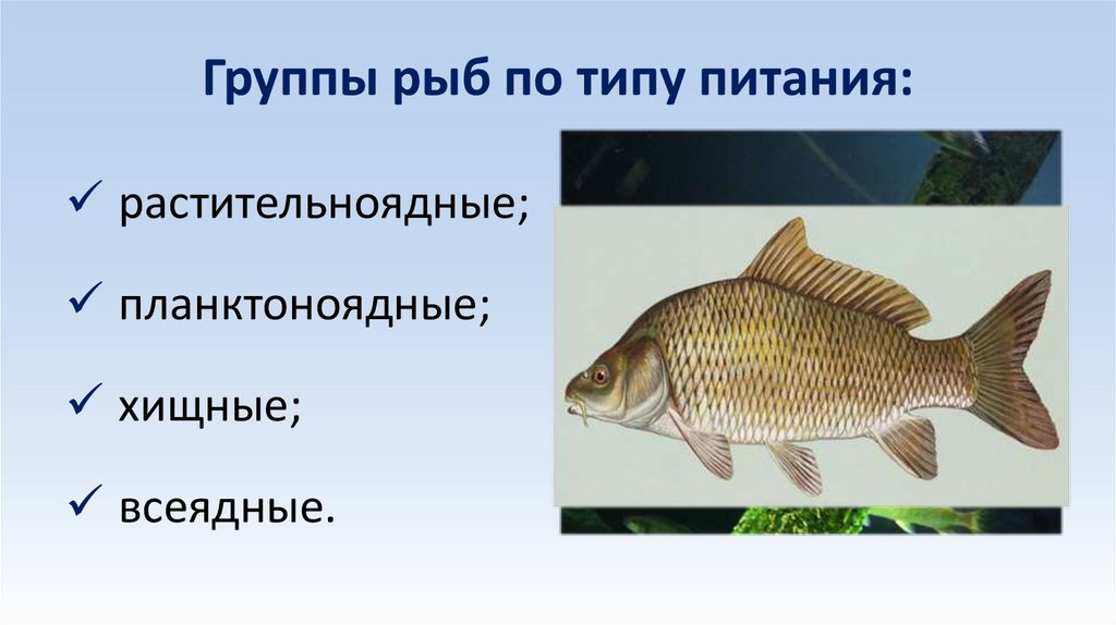 Группы рыб по типу питания: