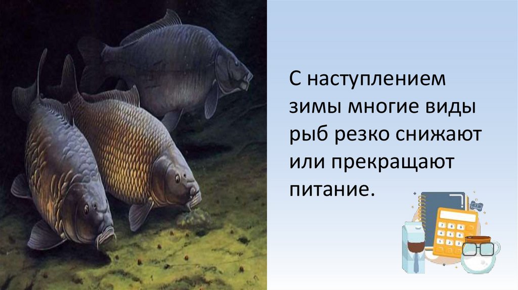 С наступлением зимы многие виды рыб резко снижают или прекращают питание.