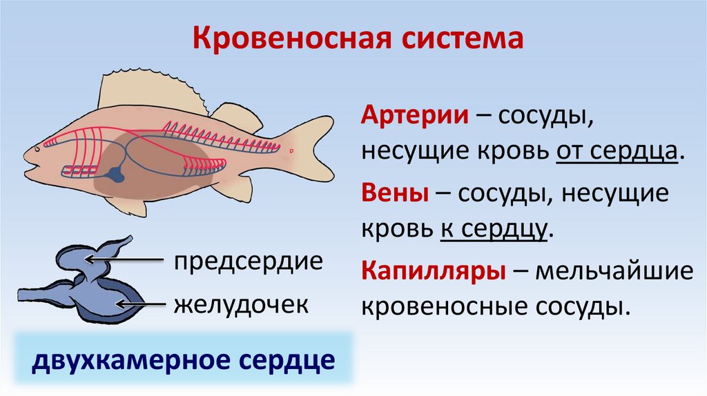 Кровеносная система