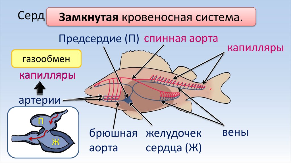Сердце содержит венозную кровь.