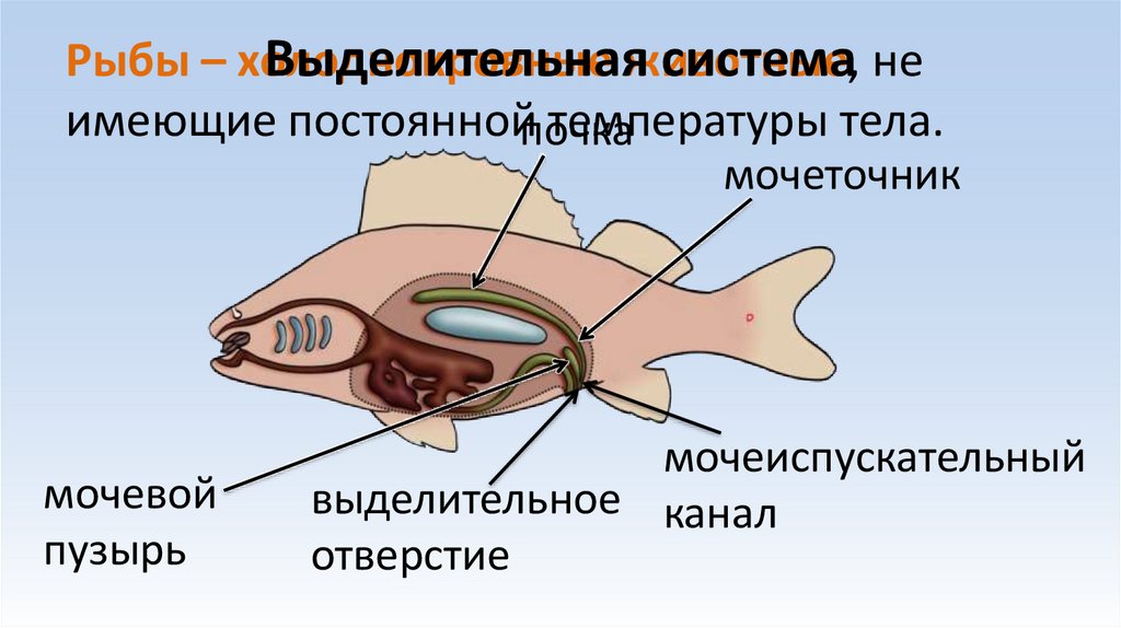 Рыбы – холоднокровные животные, не имеющие постоянной температуры тела.