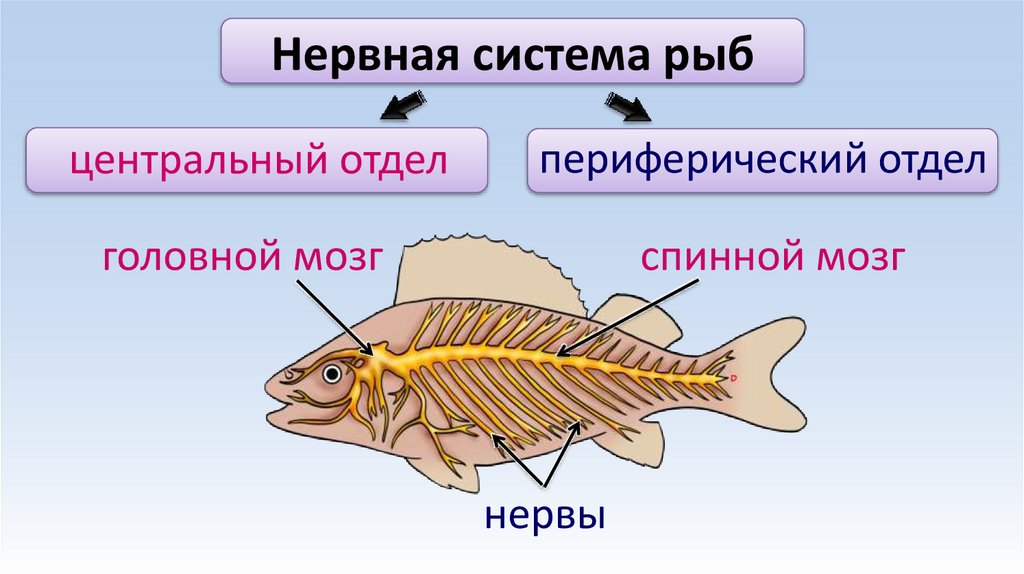Нервная система рыб