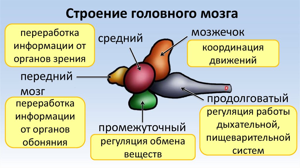Строение головного мозга