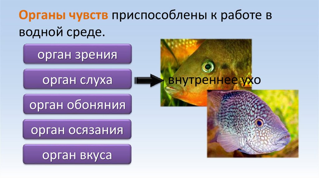 Органы чувств приспособлены к работе в водной среде.
