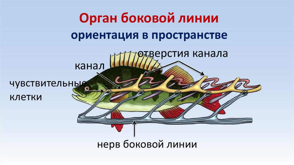 Орган боковой линии