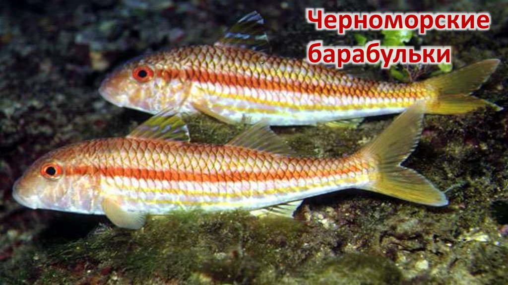 Рыбы способны издавать звуки.