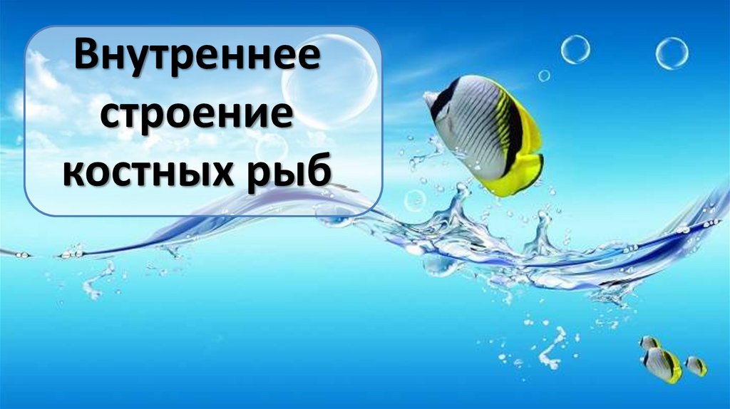 Внутреннее строение костных рыб