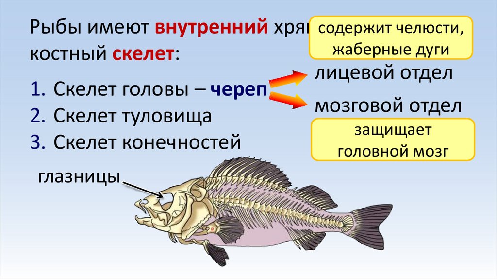 Рыбы имеют внутренний хрящевой или костный скелет: