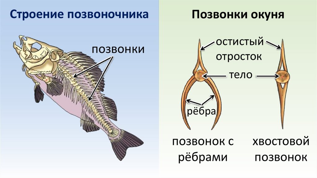 Строение позвоночника