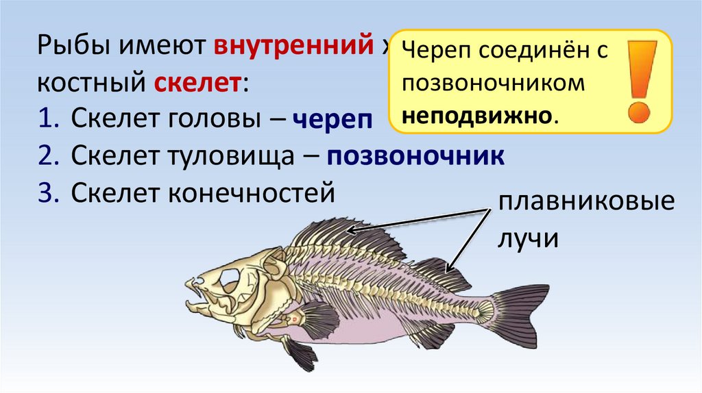 Рыбы имеют внутренний хрящевой или костный скелет: