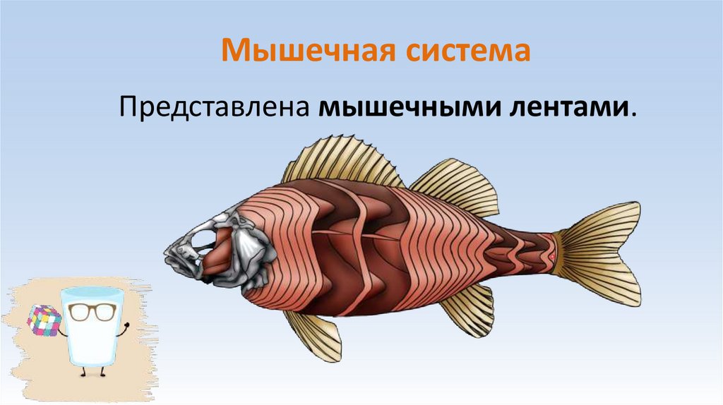 Мышечная система