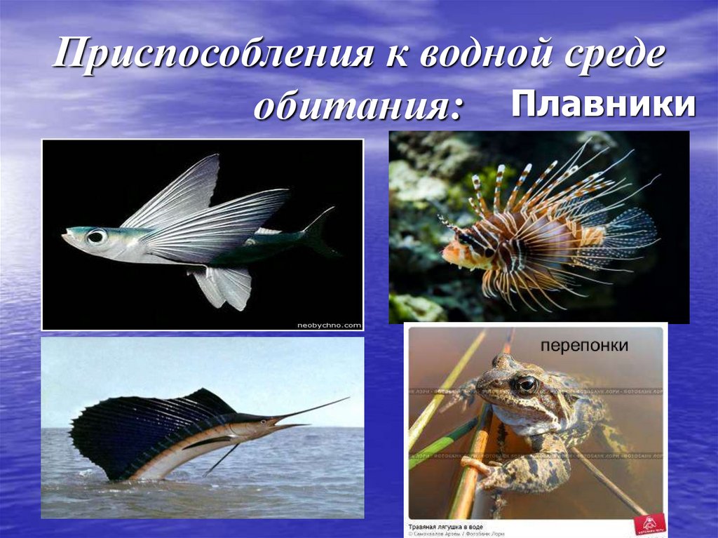 Приспособления к водной среде обитания:
