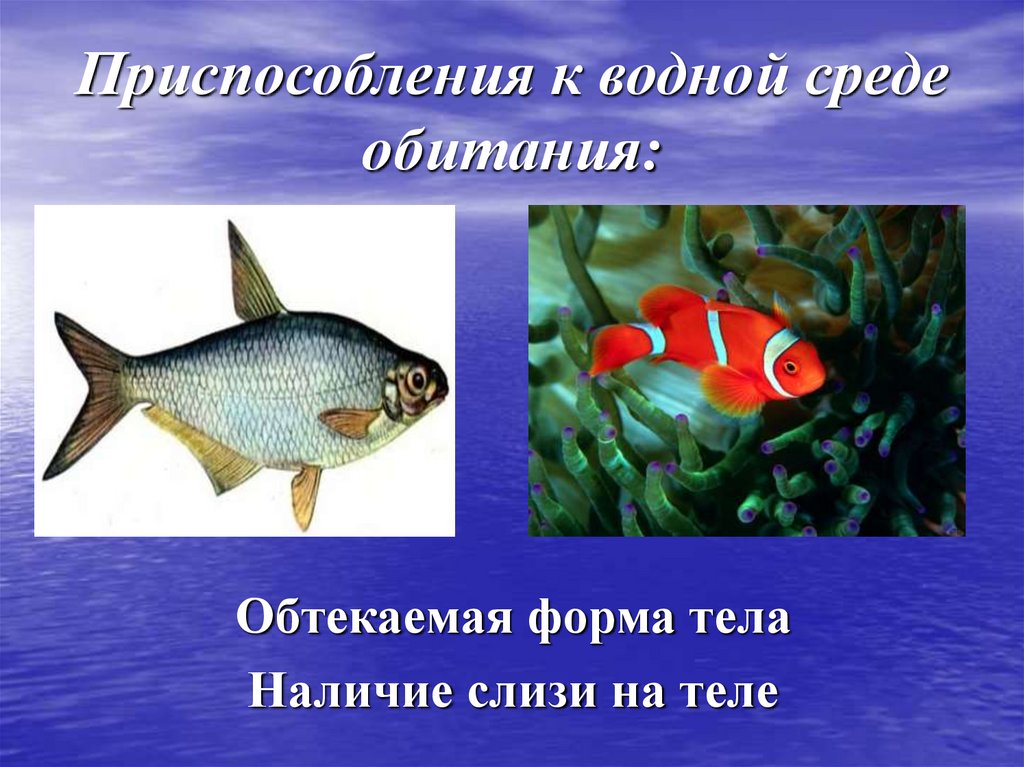 Приспособления к водной среде обитания: