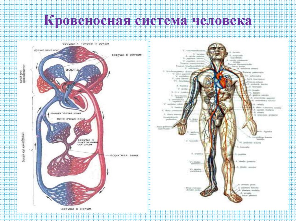 Кровеносная система человека
