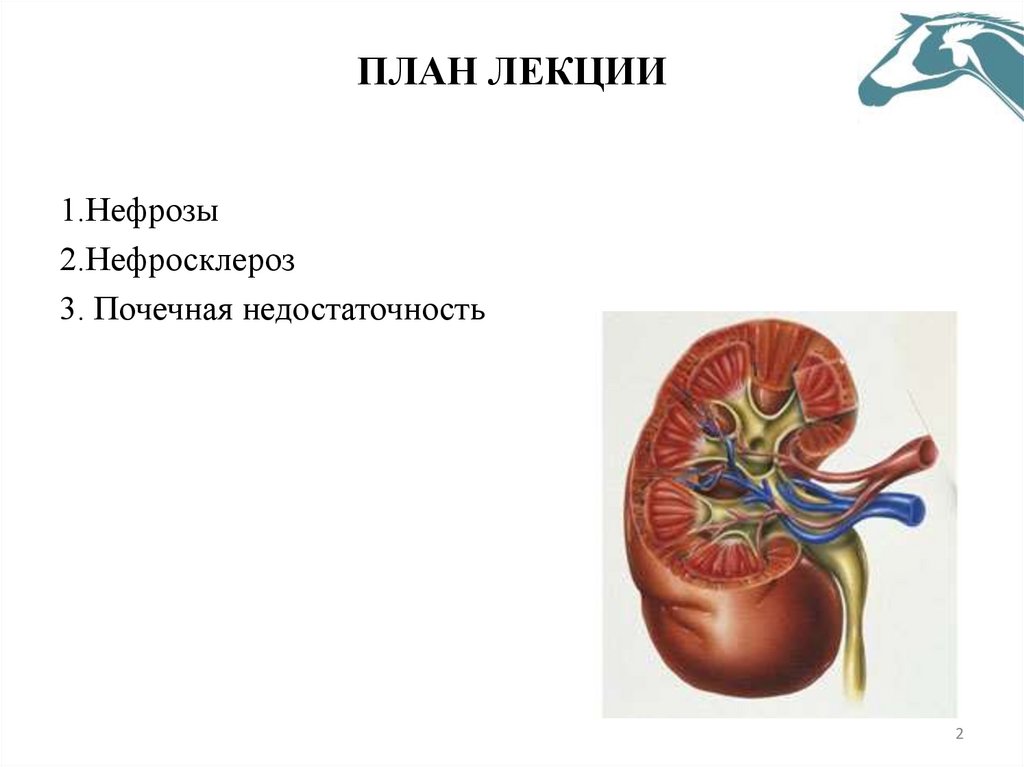 ПЛАН ЛЕКЦИИ