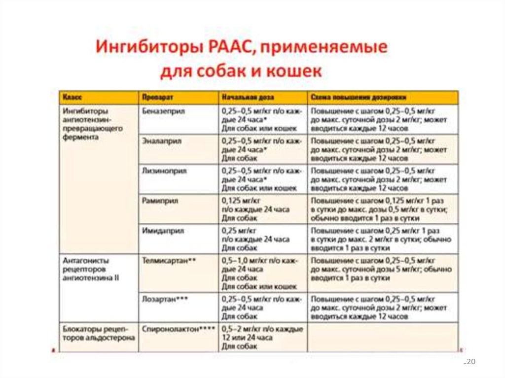 Ренин – ангиотензин – альдостероновая система (РААС)