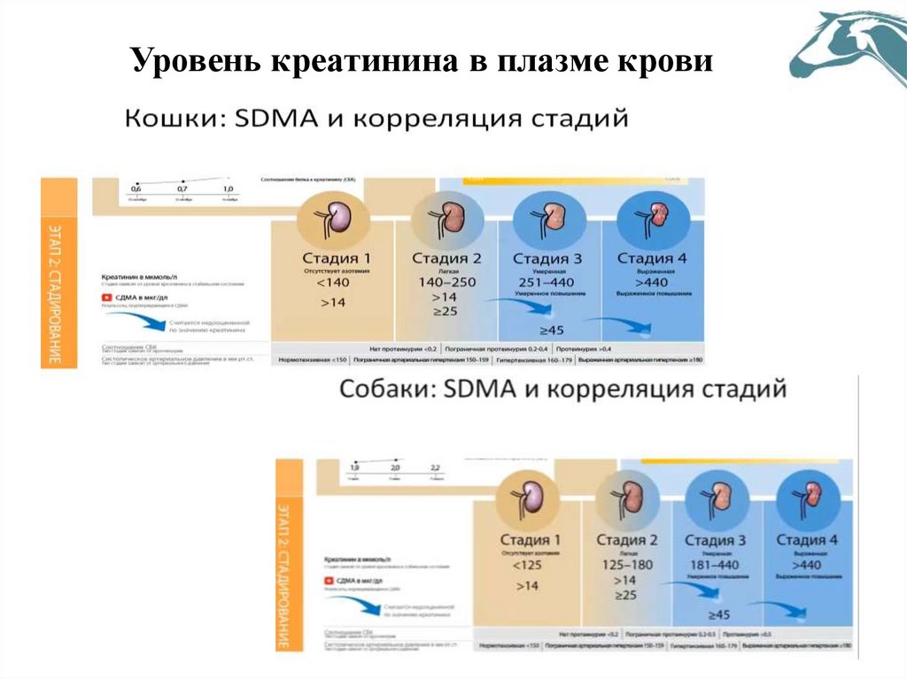 Уровень креатинина в плазме крови