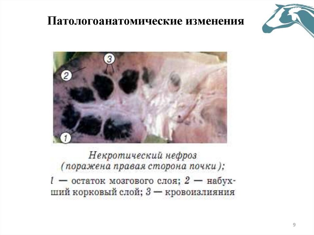 Патологоанатомические изменения