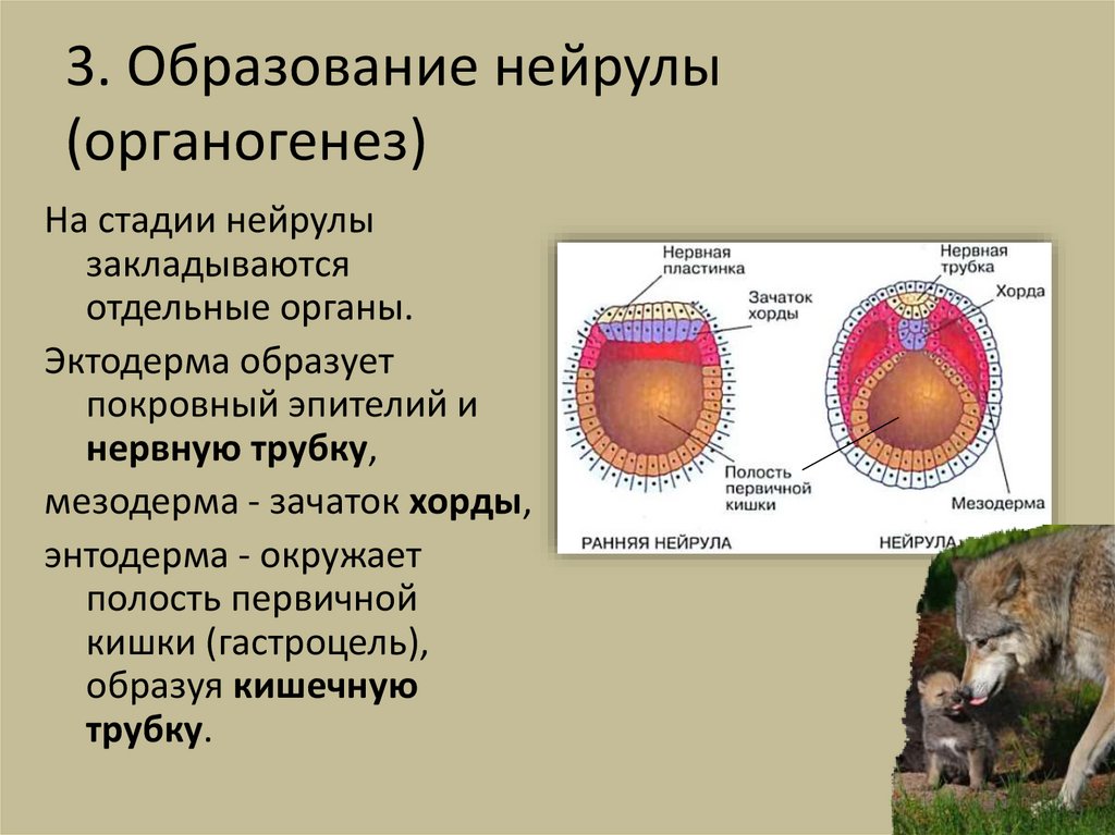 3. Образование нейрулы (органогенез)