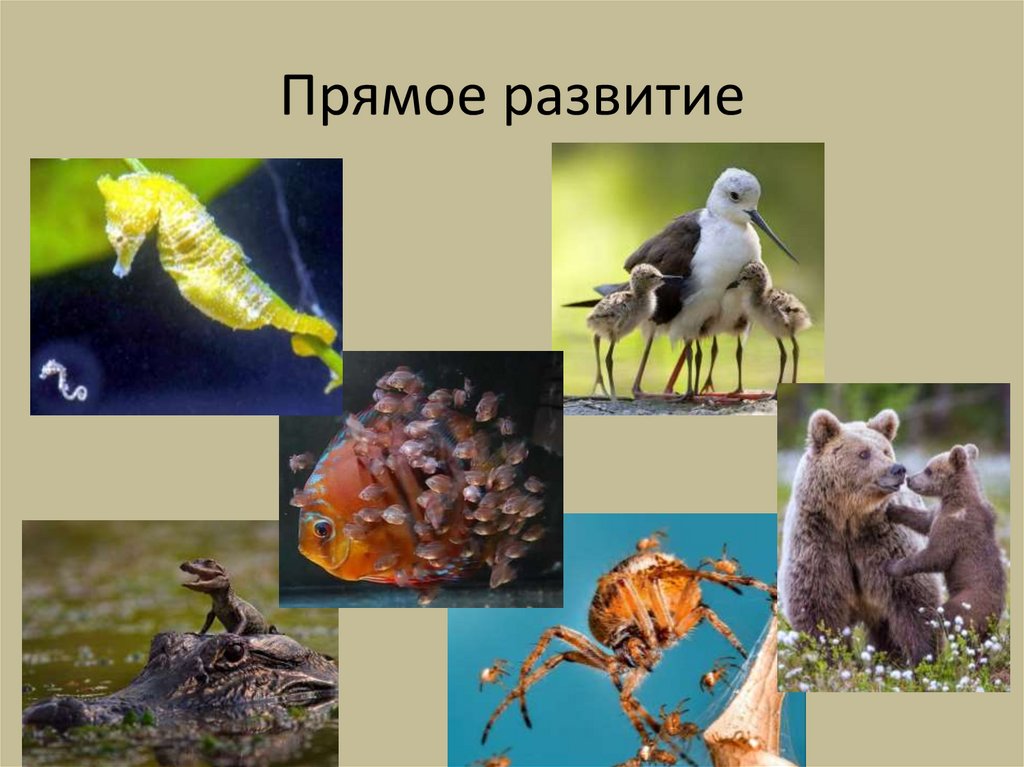 Прямое развитие