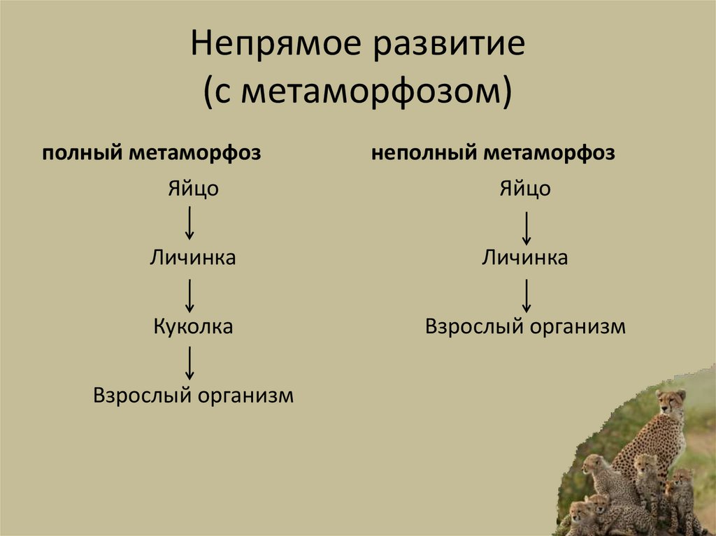 Непрямое развитие (с метаморфозом)