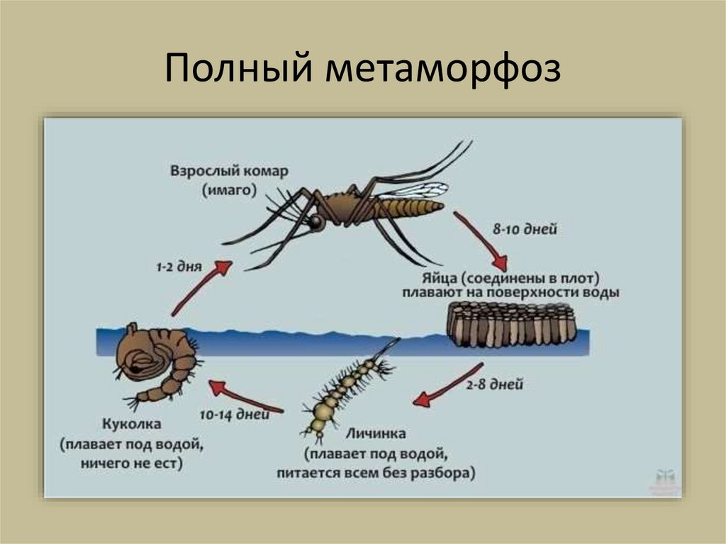 Полный метаморфоз