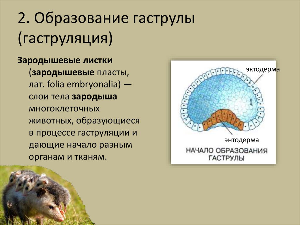 2. Образование гаструлы (гаструляция)