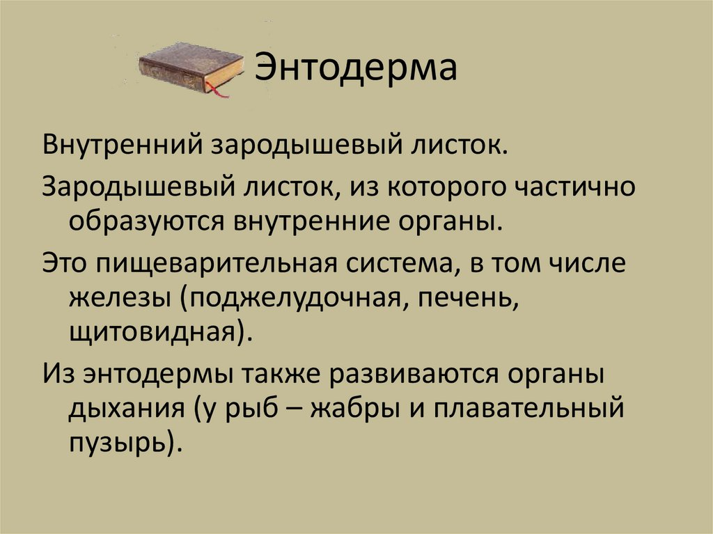 Энтодерма