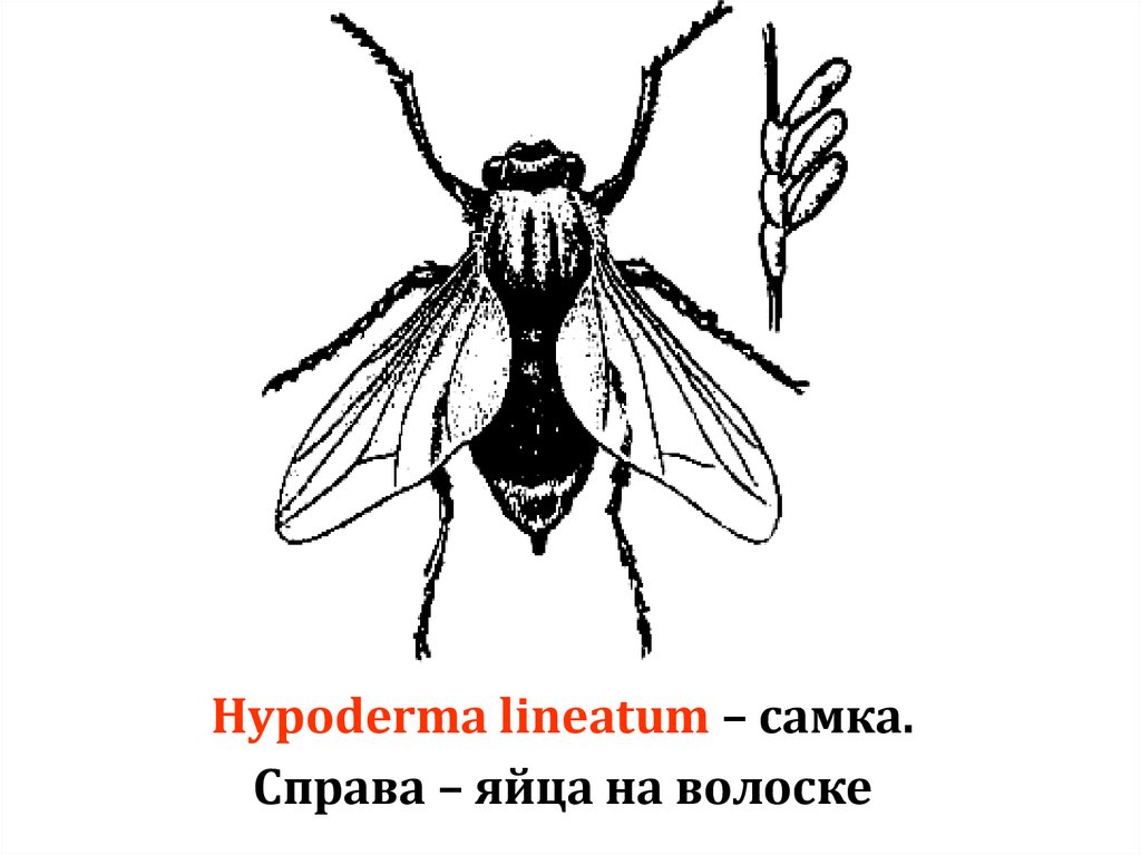 Hypoderma lineatum – самка. Справа – яйца на волоске