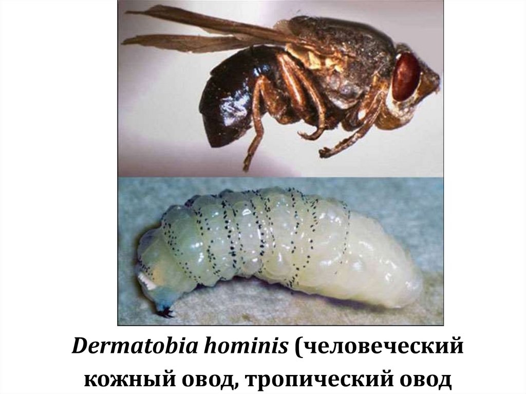 Dermatobia hominis (человеческий кожный овод, тропический овод