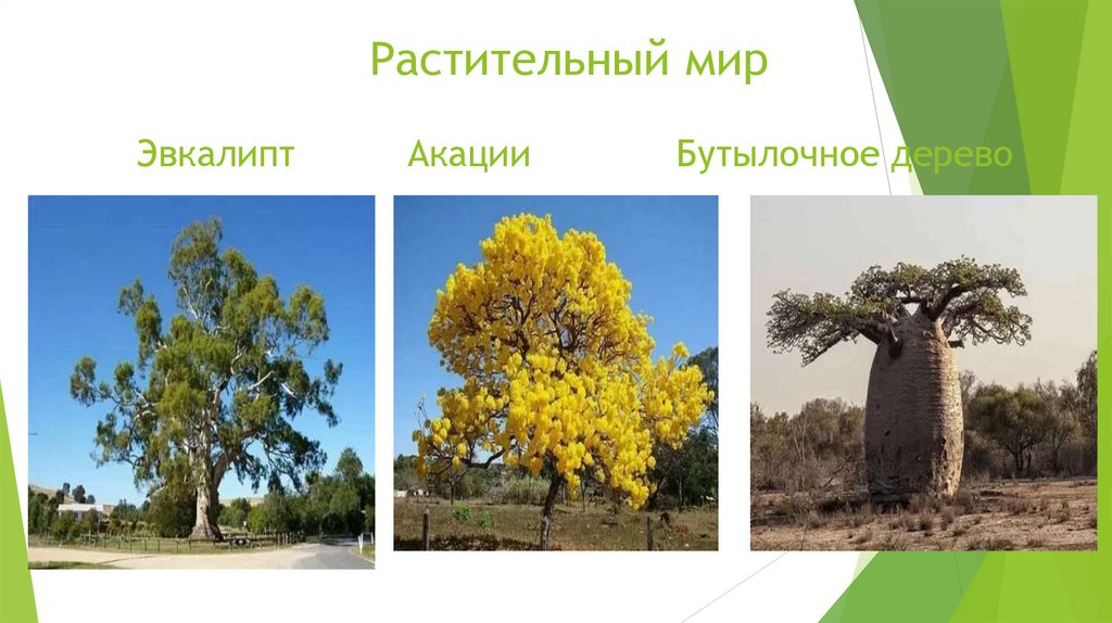 Растительный мир Эвкалипт Акации Бутылочное дерево