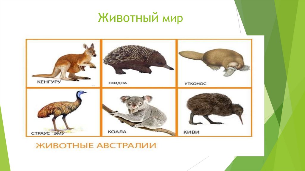 Животный мир