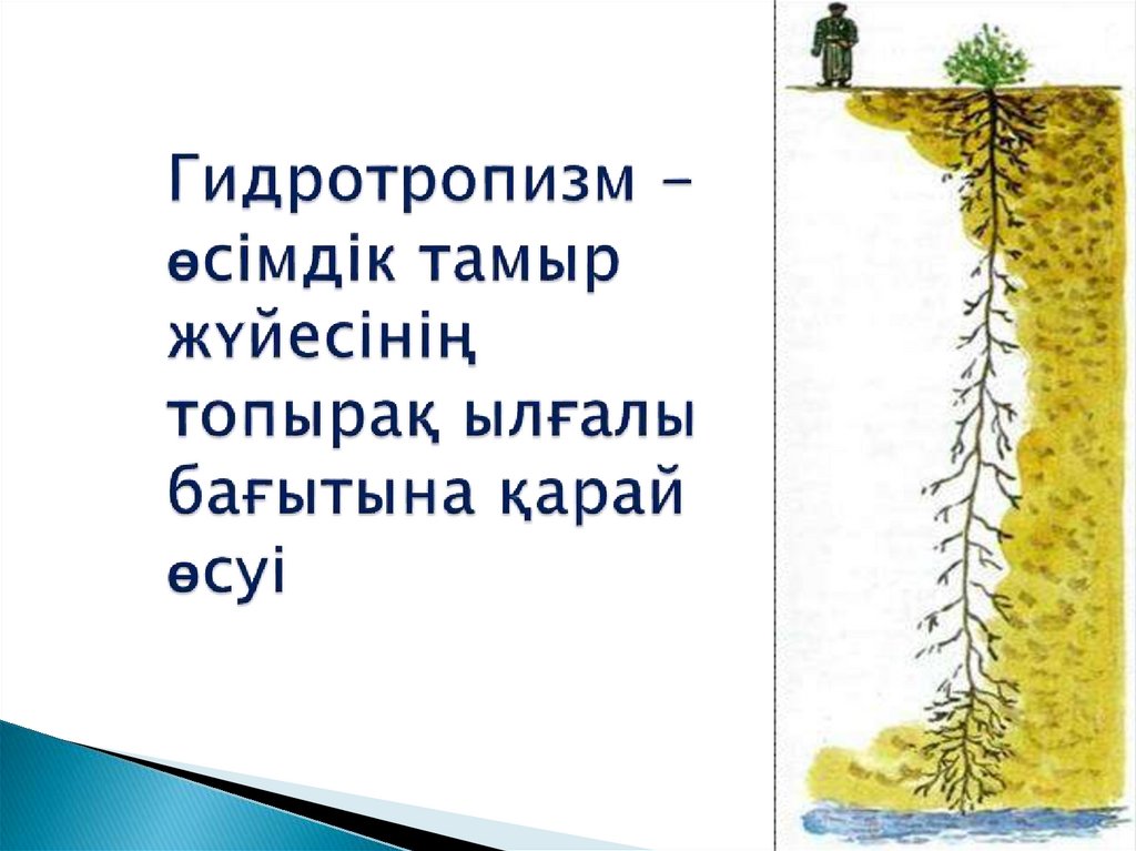 Гидротропизм - өсімдік тамыр жүйесінің топырақ ылғалы бағытына қарай өсуі