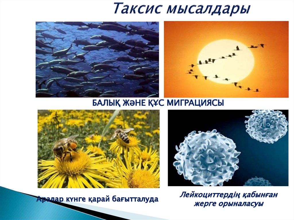 Таксис мысалдары