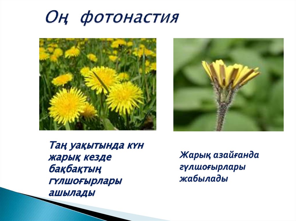 Оң фотонастия