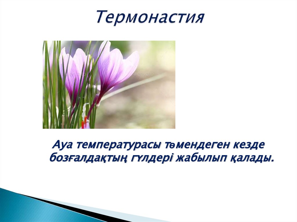 Термонастия