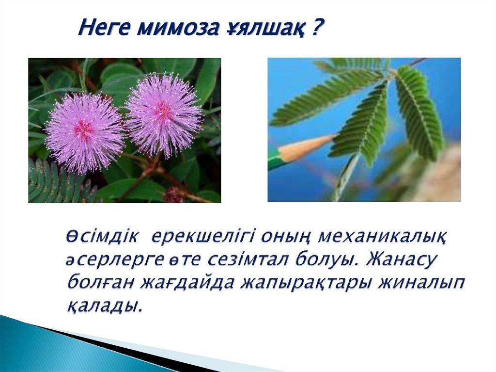 Өсімдік ерекшелігі оның механикалық әсерлерге өте сезімтал болуы. Жанасу болған жағдайда жапырақтары жиналып қалады.
