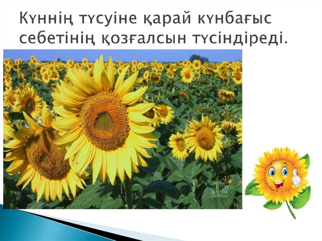 Күннің түсуіне қарай күнбағыс себетінің қозғалсын түсіндіреді.